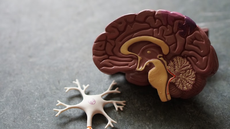 Unlocking Brain Health: How Citicoline Can Support Memory and Focus