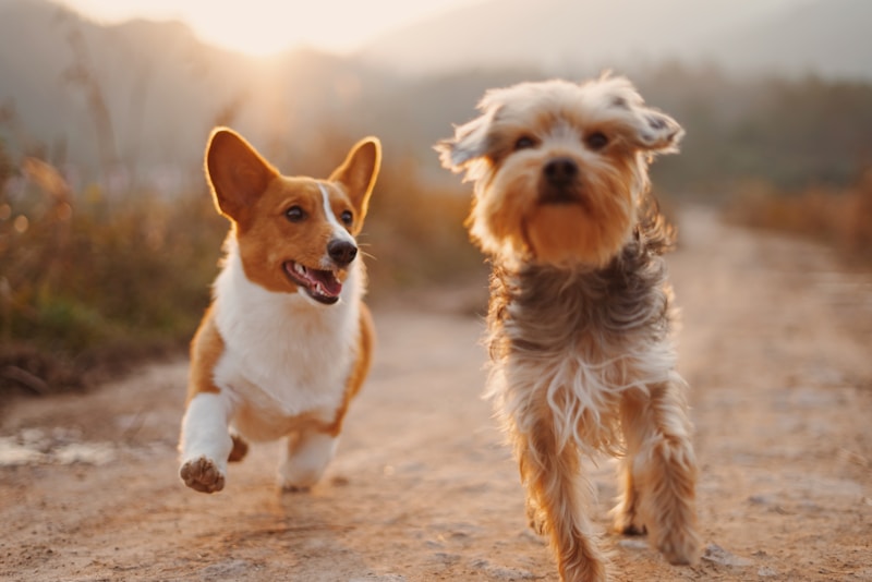 The Pivotal Role of Service Dogs in Enhancing Mental Health and Well-Being