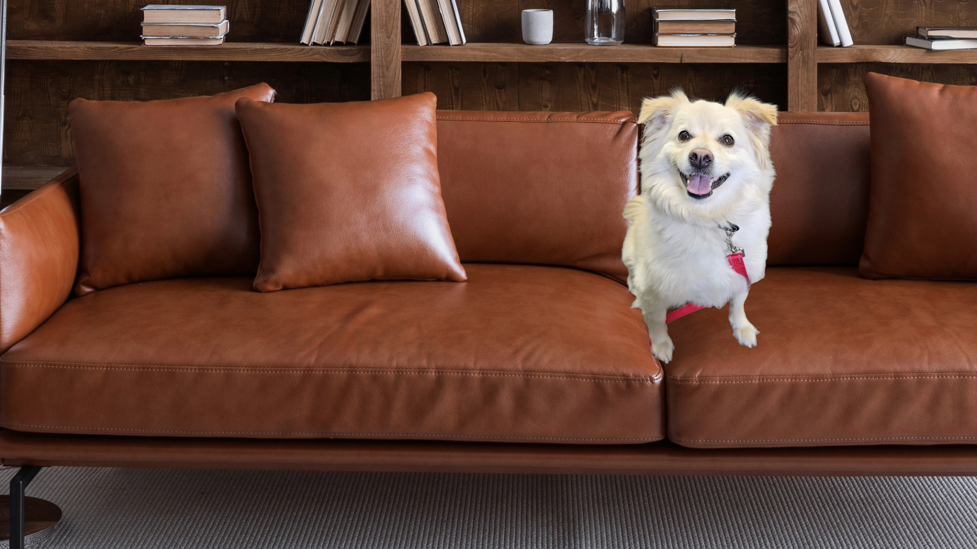 Spotlight on Simba: Our In-House Service Dog